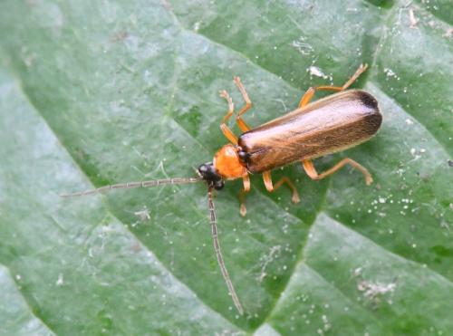 Rhagonycha sp.